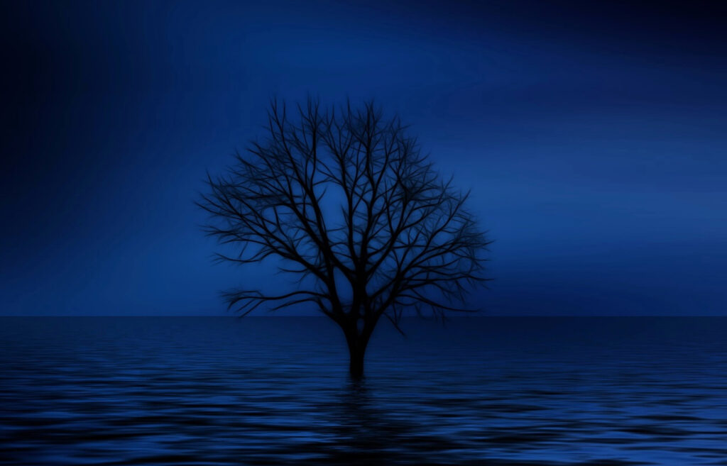 暗闇に佇む木