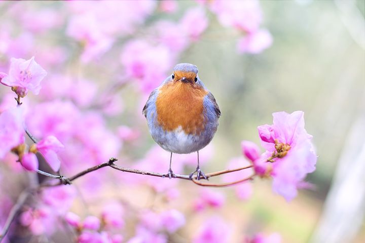 SpringBird